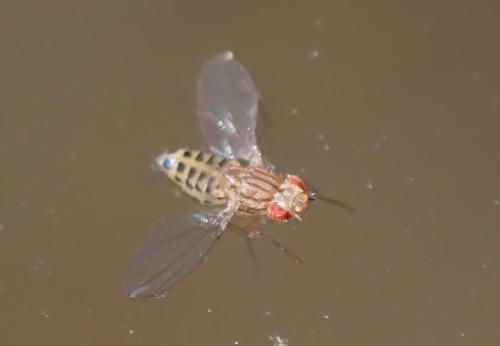Drosophila busckii